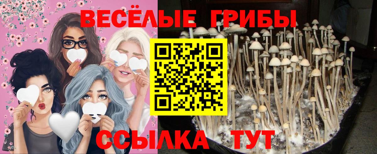 Псилоцибиновые грибы мицелий Мончегорск